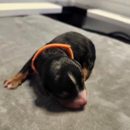 Orange - Piebald male Dachshund puppy in Amarillo, Texas from Panhandle Dashing Doxies