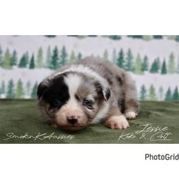 Jessie - Blue merle female Australian Shepherd puppy in Grapeland, Texas from Smokin K Aussies