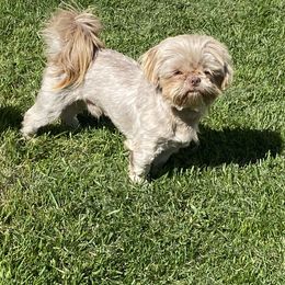 Cooper - Shih Tzu