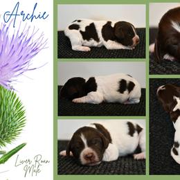 Archie - Liver roan male Brittany puppy in Hollidaysburg, Pennsylvania from Royal Flush Farms