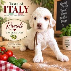 Ravioli - Parti male Goldendoodle puppy in Miami, Florida from Jade’s Paws & Co. Of Miami LLC