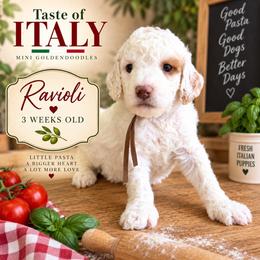 Ravioli - Parti male Goldendoodle puppy in Miami, Florida from Jade’s Paws & Co. Of Miami LLC