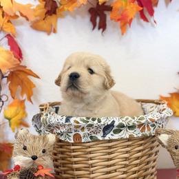 Golden Retriever puppies from Sinfully Sweet Kennel