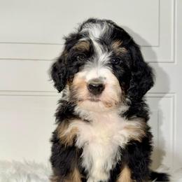 Geneva - Tri-color female Bernedoodle puppy in Beecher, Illinois from Erica’s Doodles