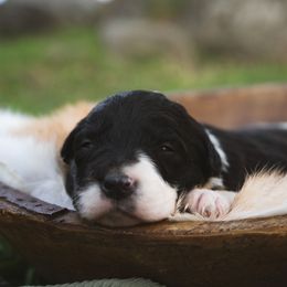 Queenie - Black and white female Border Collie puppy in Fresno, California from Alpine Tails