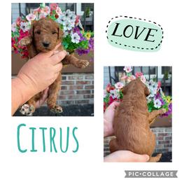 Citrus - Red  female Goldendoodle puppy in Chattanooga, Tennessee from Scenic City Doodles