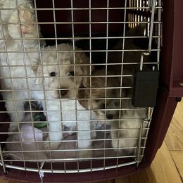 Aussiedoodle Puppies from Creek Bend Farm