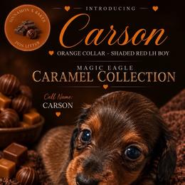 Carson - Sable male Dachshund puppy in Shawnee, Oklahoma from Magic Eagle Miniature Dachshunds