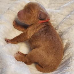 Miss Coral - Apricot female Schnoodle puppy in Leitchfield, Kentucky from Eveleigh Acres Puppies