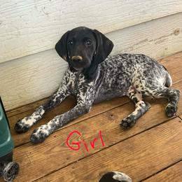 Black Girl 9087 - Black and white female German Shorthaired Pointer puppy in Spring Hope, North Carolina from Hogan’s Lowrider Hounds