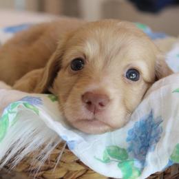 Larry - Cream male Dachshund puppy in Laurel, Mississippi from Kissinger Dachshunds