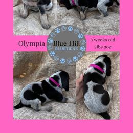 Olympia - Blue ticked and tan female Bluetick Coonhound puppy in Richfield Springs, New York from Blue Hill Blueticks