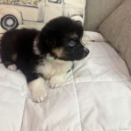 Australian Shepherd Puppies from Double R Farm Aussies