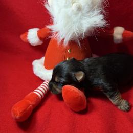 Boy 2 (Peanut) - Black and tan male Yorkshire Terrier puppy in Paris, Tennessee from Nolan’s Yorkie Farm