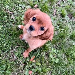 Cavalier King Charles Spaniel Puppies from Strawberry Hill Cavaliers