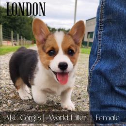 London - Black and tan female Pembroke Welsh Corgi puppy in Pine Village, Indiana from NL Horsemanship