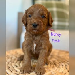 Girl 4 - Red  female Goldendoodle puppy in Glendale, Arizona from Follow Your Bliss Doodles