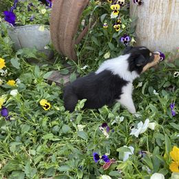 Collie Puppies from Rusty Spur Collies