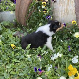 Collie Puppies from Rusty Spur Collies