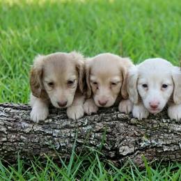 Dachshund Puppies from Destiny's Dachshunds