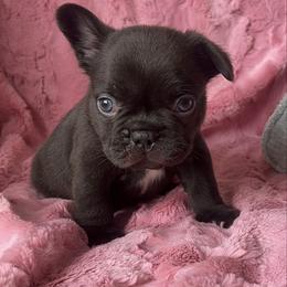 Machiatto - Black and white male French Bulldog puppy in Galt, California from The three little frenchies