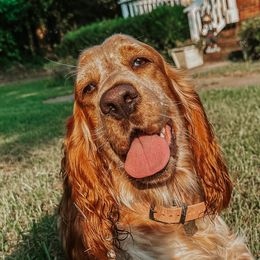 Daisy - English Springer Spaniel
