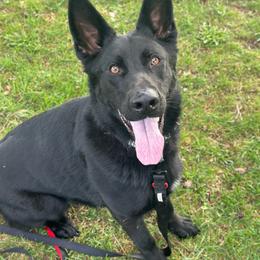 German Shepherd puppies from Render Kennels