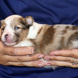 Waffles- sable merle boy - Sable merle and white male Shetland Sheepdog puppy in Frazeysburg, Ohio from Mountain High Kennels