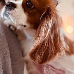 Indy - Cavapoo