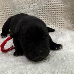 Red collar - Black brindle male Cane Corso puppy in Utah from 3Lake Kennelz