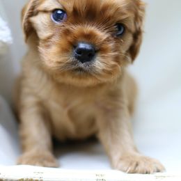 Cavalier King Charles Spaniel Puppies from Applewood Cavaliers