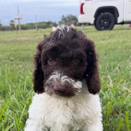 Chocolate Parti boy 5 - Chocolate male Double Doodle puppy in Yoakum, Texas from The Scott’s Dood Ranch