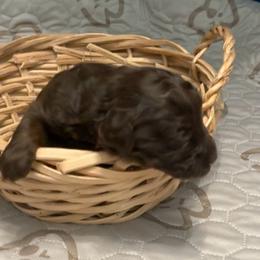 Dolly - Brown female Bernedoodle puppy in Williston, Florida from Tera Caldwell