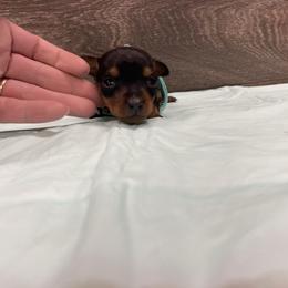 Cookie - Black and tan female Miniature Pinscher puppy in Lancaster, Missouri from White Stone Ranch
