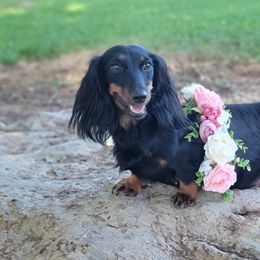 Dachshund All Grown Up from Simpson Dachshunds