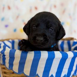 Mr light blue - Black male Labrador Retriever puppy in Overton, Nevada from Sinfully Sweet Kennel