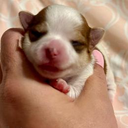 Fancy - Chocolate, tan and white female Yorkshire Terrier puppy in Tangipahoa County, Louisiana from Riche’ Louisiana Yorkies