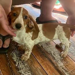 Alice - Piebald female Dachshund puppy in Moundville, Missouri from Edgewood Acres Miniature Longhair Dachshunds