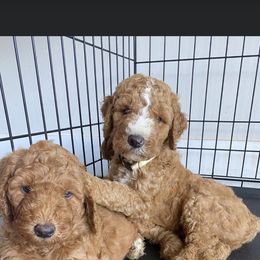 Goldendoodle and Poodle Puppies from CharleighRae Poodles and Doodles