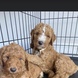 Goldendoodle and Poodle Puppies from CharleighRae Poodles and Doodles