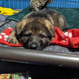 German Shepherd Puppies from Reign Land