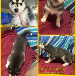 Scary - Black and white male Siberian Husky puppy in Canton, Ohio from Bleu Skies Siberian Huskies