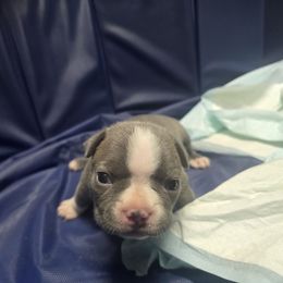 Boston Terrier Puppies from Aronow pups