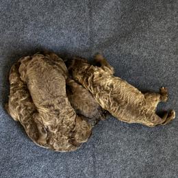 Boy 2 - male Chesapeake Bay Retriever puppy in Lake Anna, Virginia from Three Horses Chesapeakes