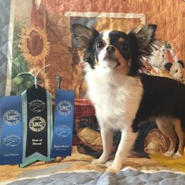 Chihuahuas from Schafer's AKC Chihuahuas and Collies