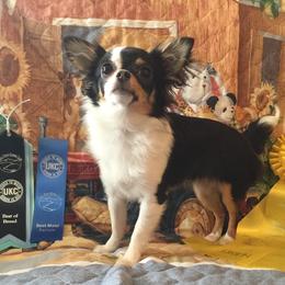 Chihuahuas from Schafer's AKC Chihuahuas and Collies