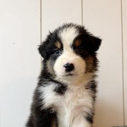 Jenga - Black tri-color female Australian Shepherd puppy in Kearney, Nebraska from Helix Aussies