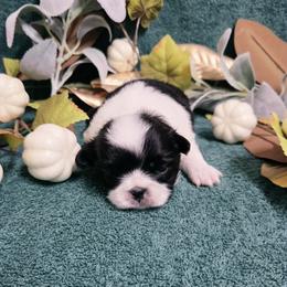 Black Boy (more white) - White and black male Japanese Chin puppy in Tulsa, Oklahoma from Locust Creek Pugs & Japanese Chin's