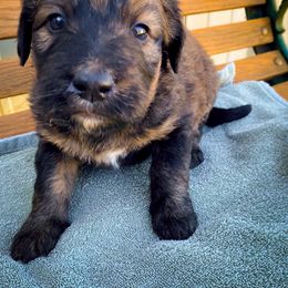 Bernedoodle and Siberian Husky Puppies from Timberline Paws