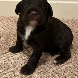 Portuguese Water Dog Puppies from Pleasant Hill Portuguese Water dog